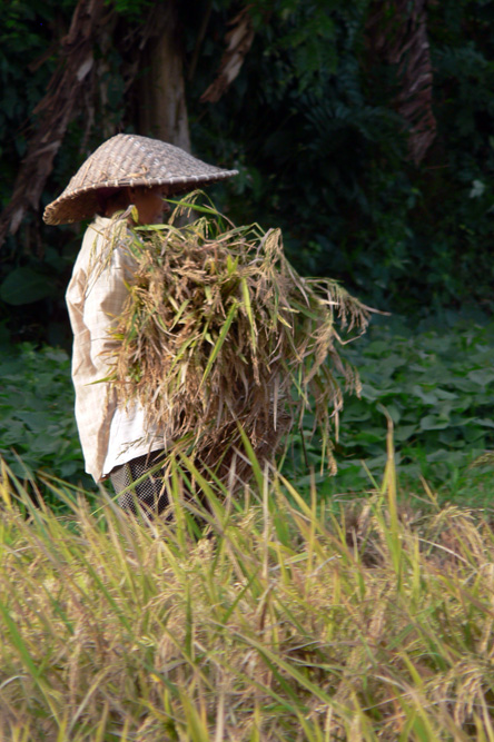 Récolte du riz